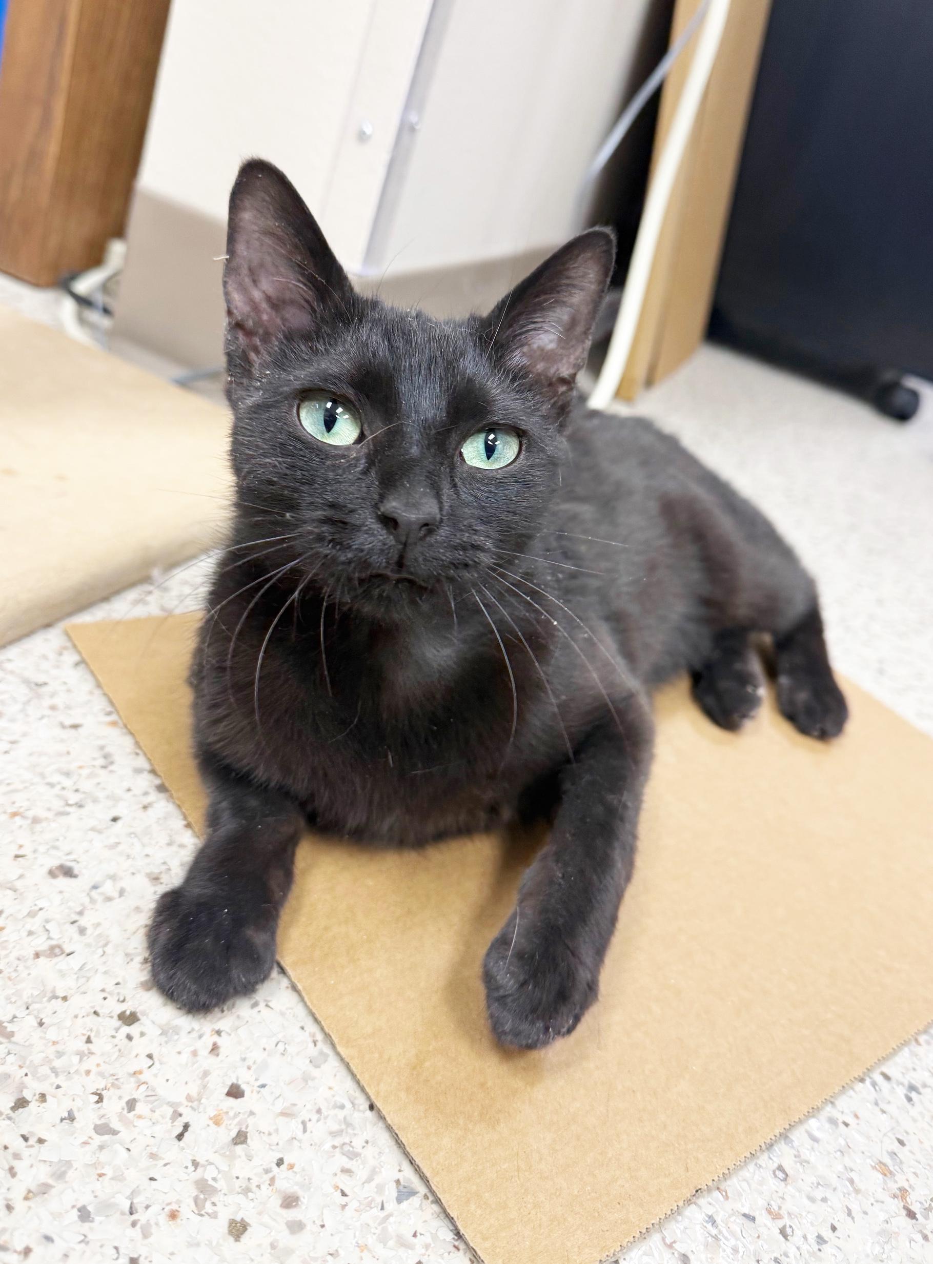 Elizabeth Taylor Super photo 1