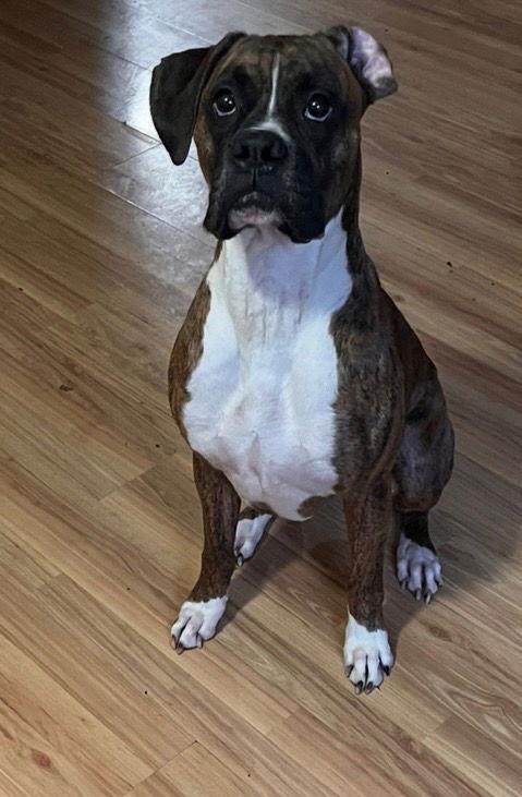 An adult medium-sized male Boxer dog named Dewey for adoption in Woodbury, MN