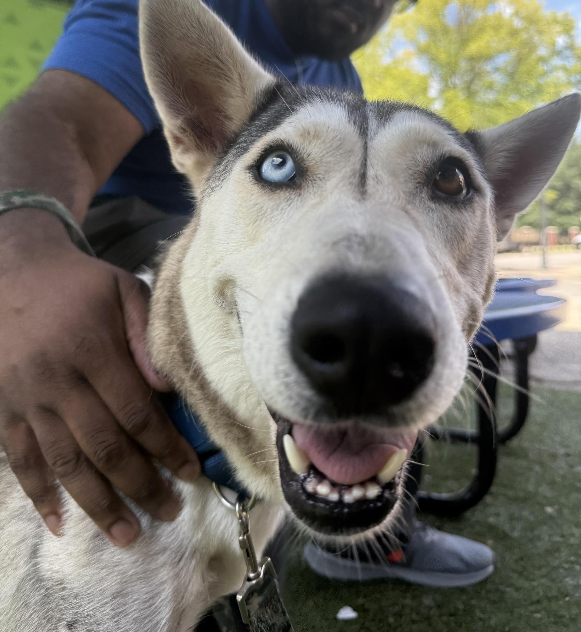 An adult medium-sized female Husky dog named Echo Wren for adoption in Fosters, AL