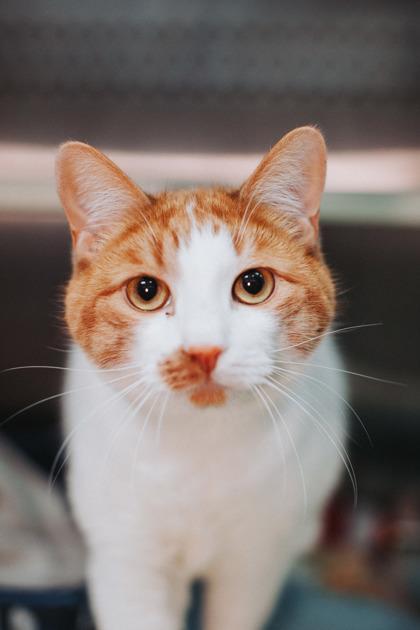 A Captain Underpantspounce Cat