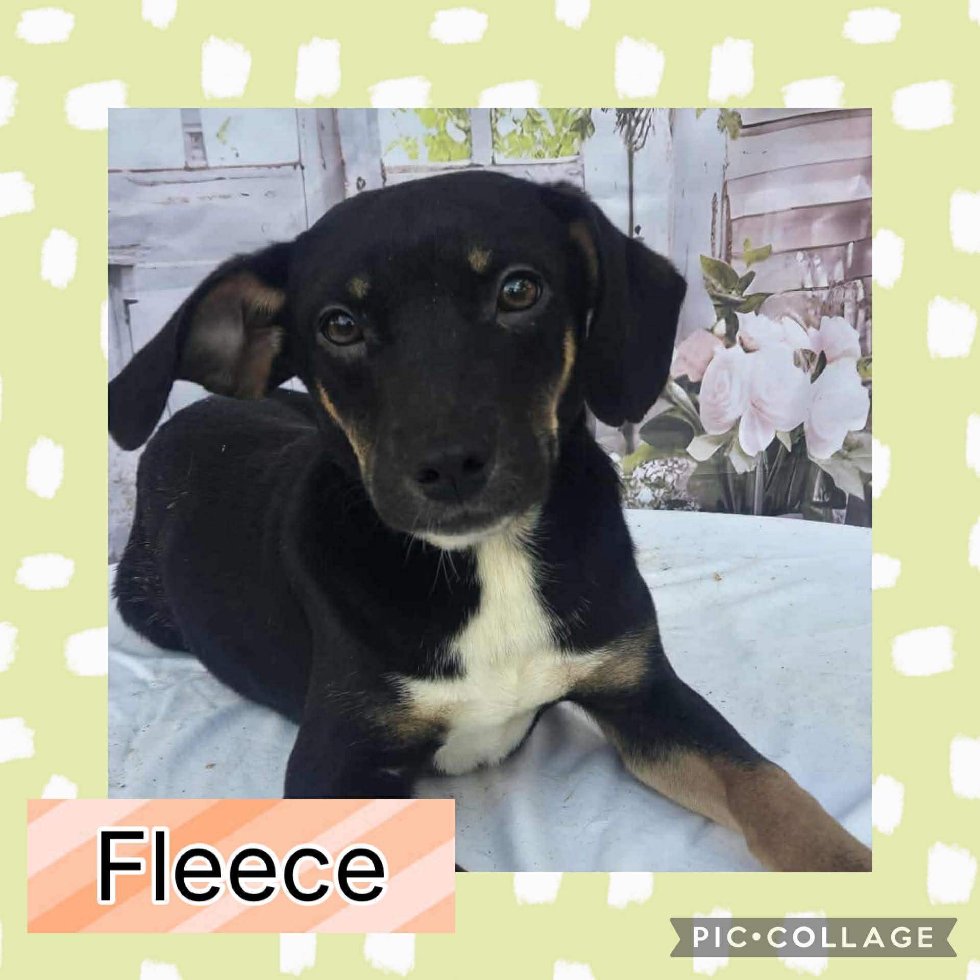 Fleece