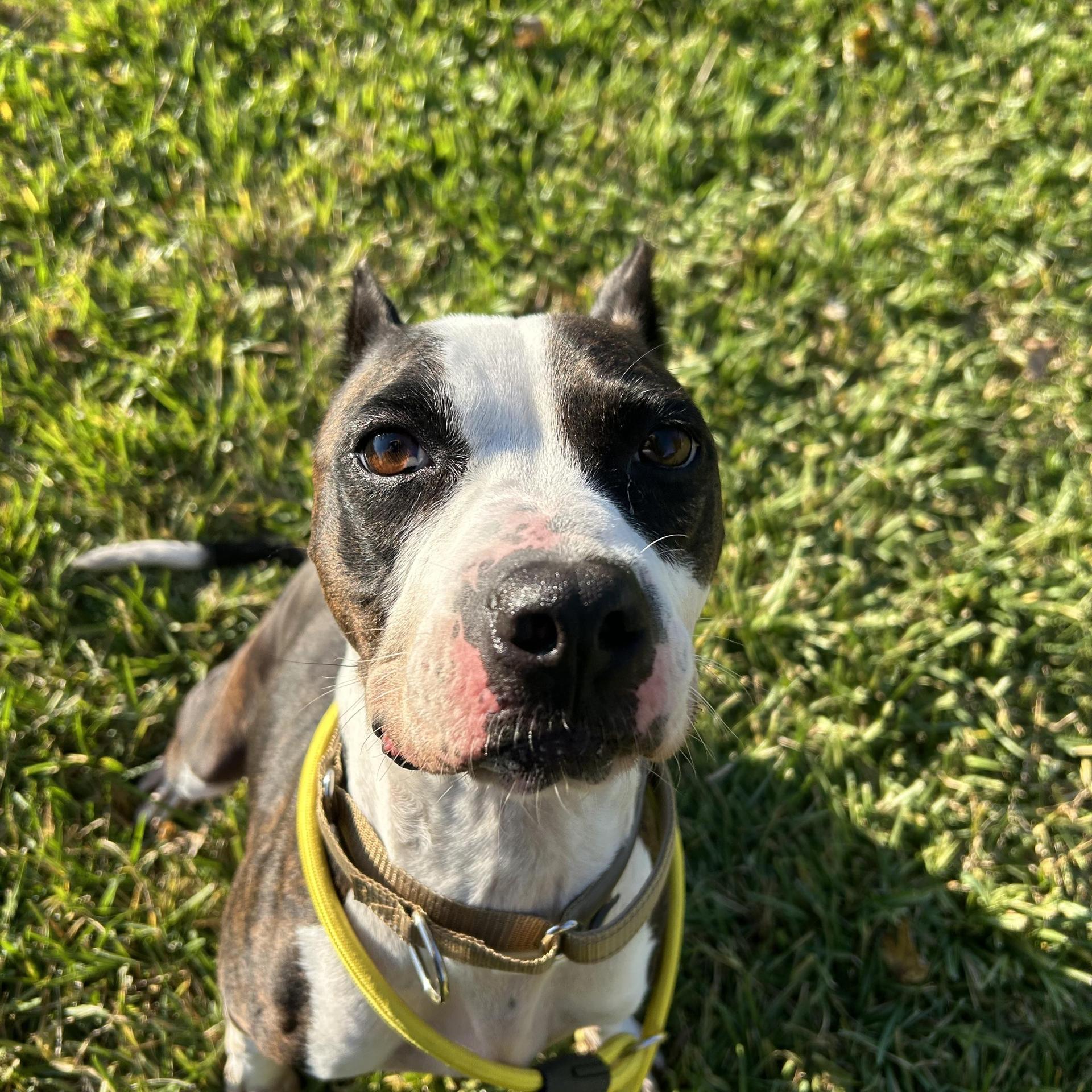 An adult medium-sized female Bicolor Boxer dog named Foxy for adoption in Pearland, TX