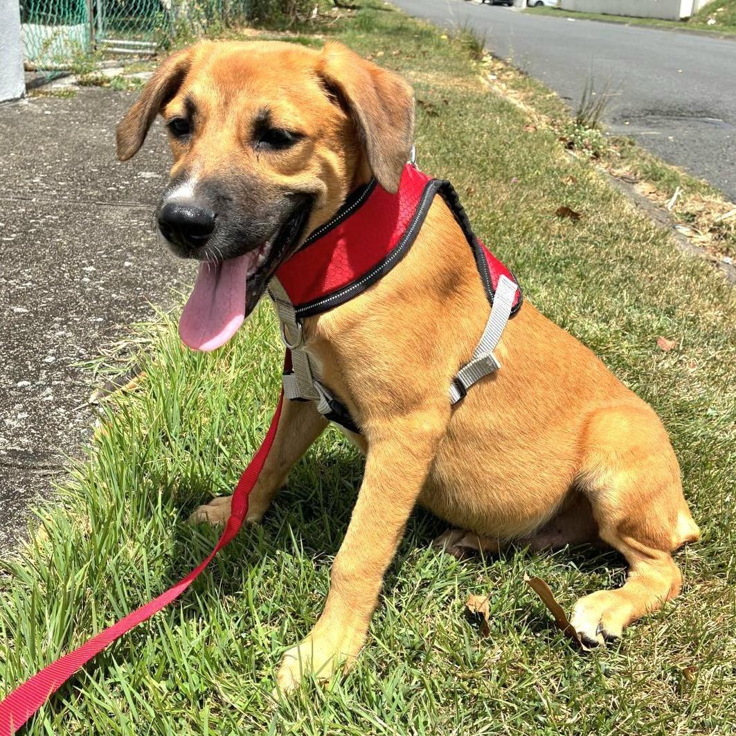 Teddy Bear "yours Forever!"