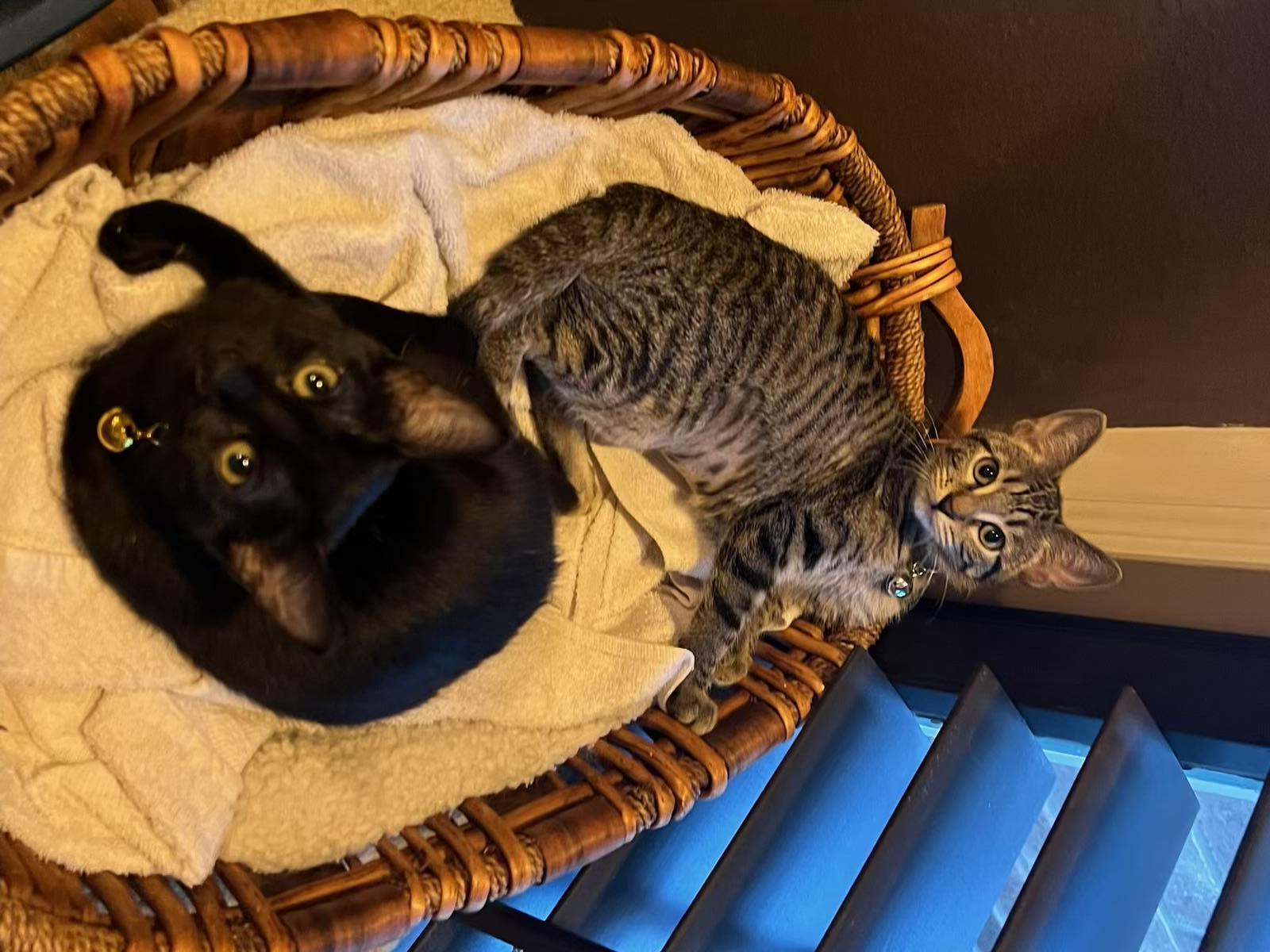 Vera Kuykendahl Petsmart