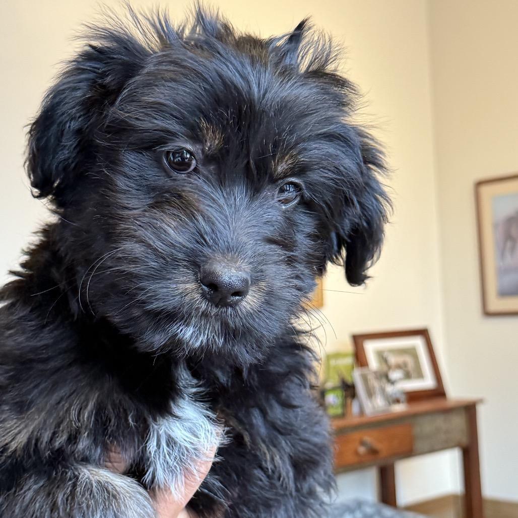 Brady Bunch Pup: Marcia photo 1