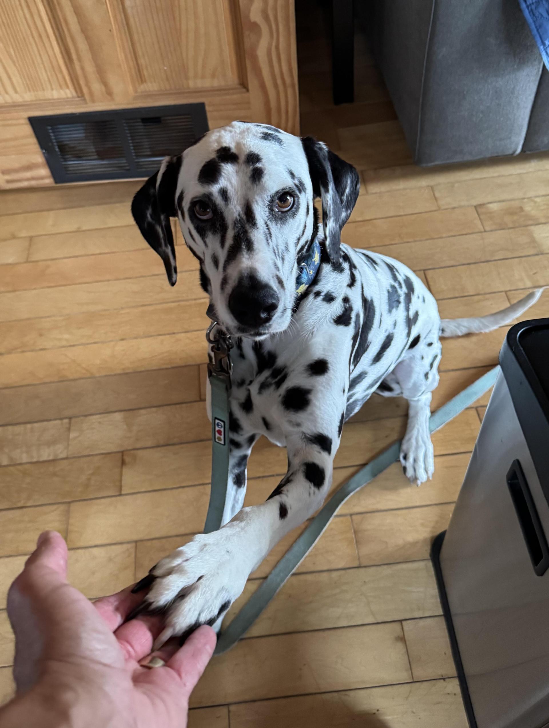 An adult medium-sized female White / Cream Dalmatian dog named Opaleast Patchogue Ny for adoption in San Diego, CA