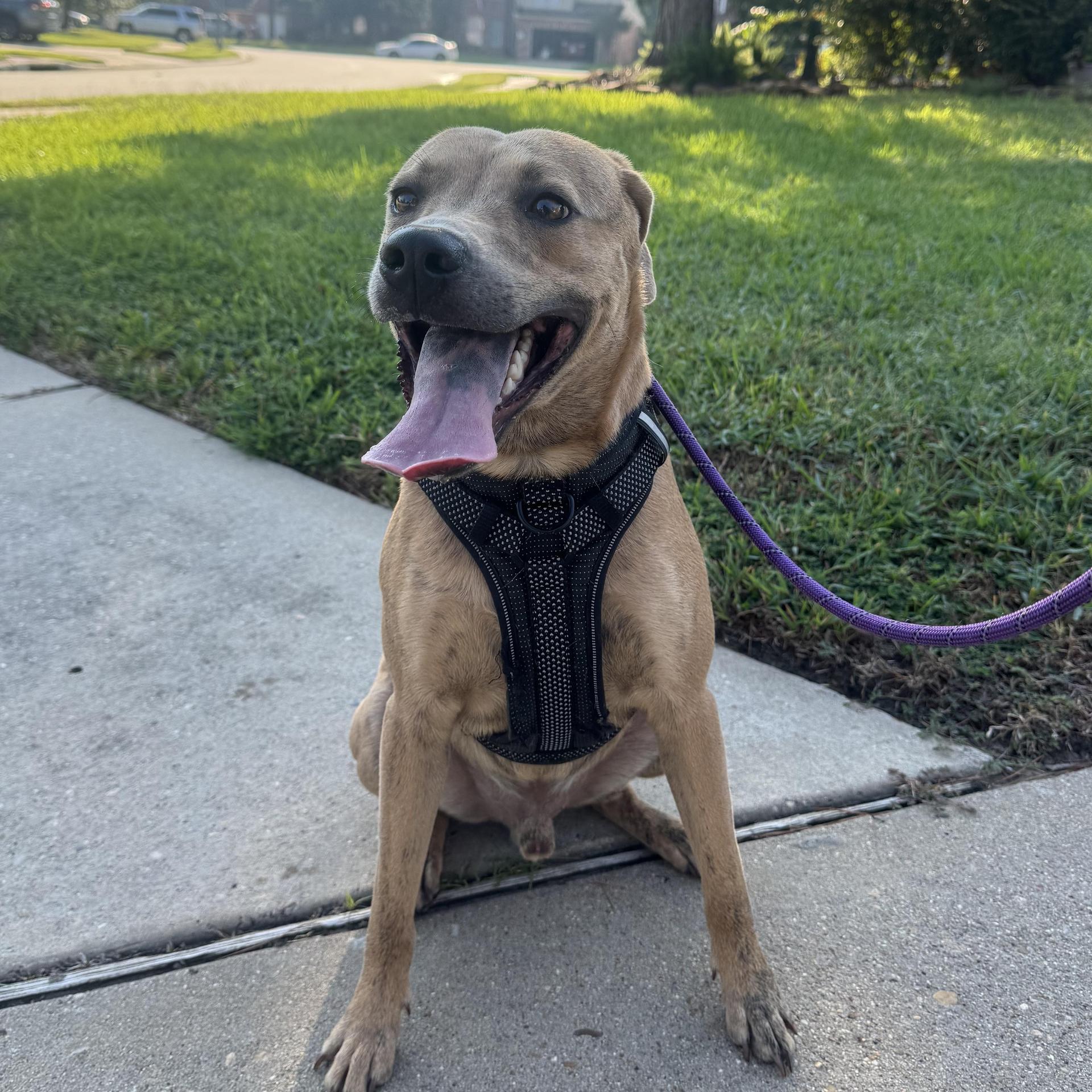 A young medium-sized male Labrador Retriever dog named Scrappy for adoption in Sugar Land, TX