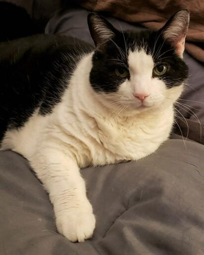 A senior medium-sized female Black & White / Tuxedo Domestic Short Hair cat named Violet for adoption in Boiling Springs, PA