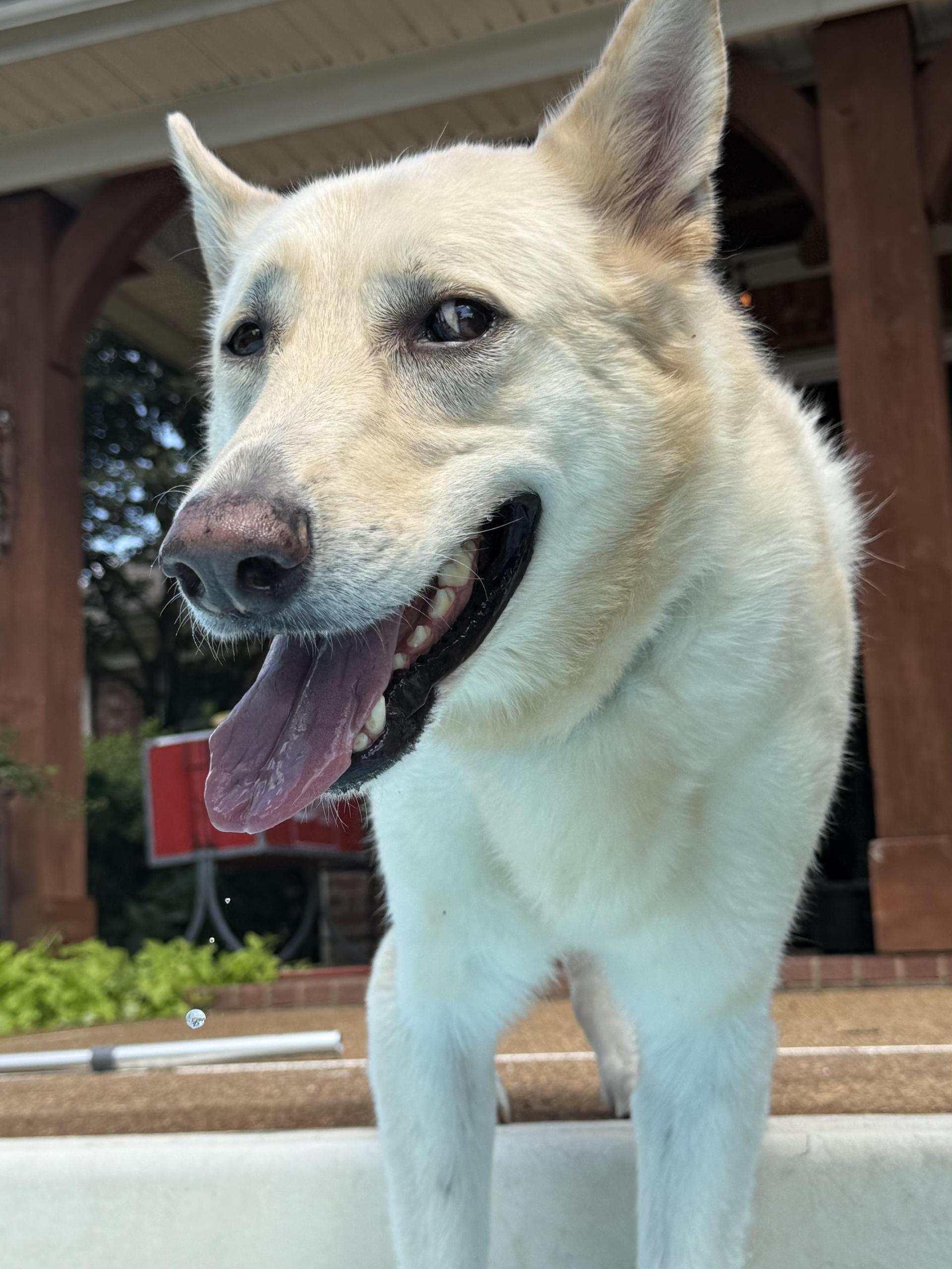 An adult medium-sized male White / Cream German Shepherd Dog dog named Shep for adoption in Holly Springs, MS