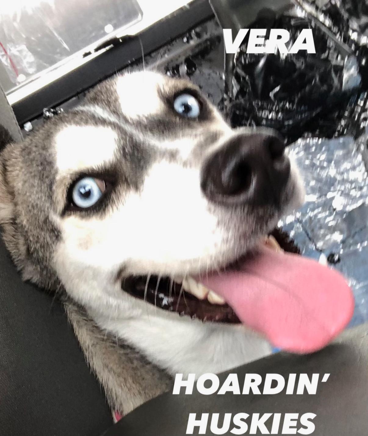 A young medium-sized male Siberian Husky dog named Vera for adoption in Sumter, SC