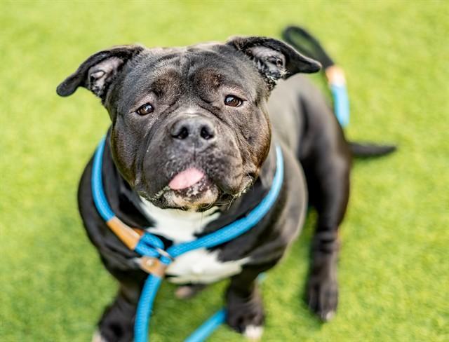 An adult large-sized female American Bulldog dog named Gigi for adoption in San Jose, CA