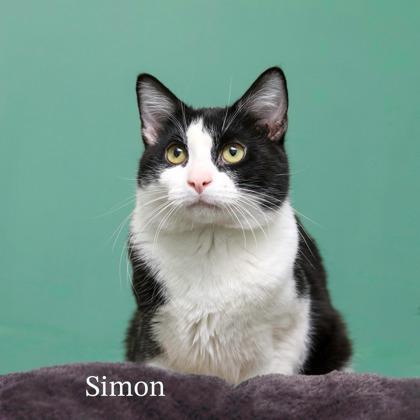 Simon