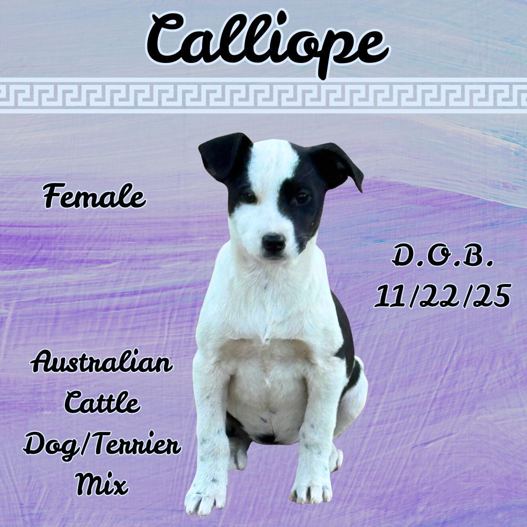 Calliope
