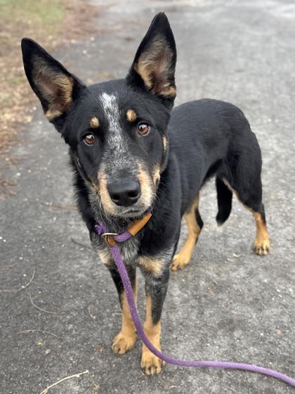 An adult medium-sized female German Shepherd Dog dog named Ruby for adoption in Anderson, IN