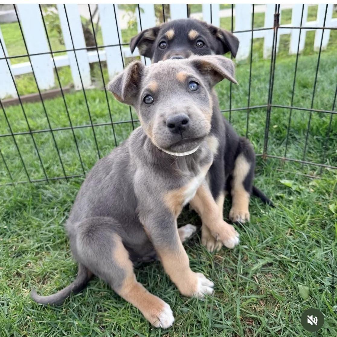 Chip~ People Loving Bestie