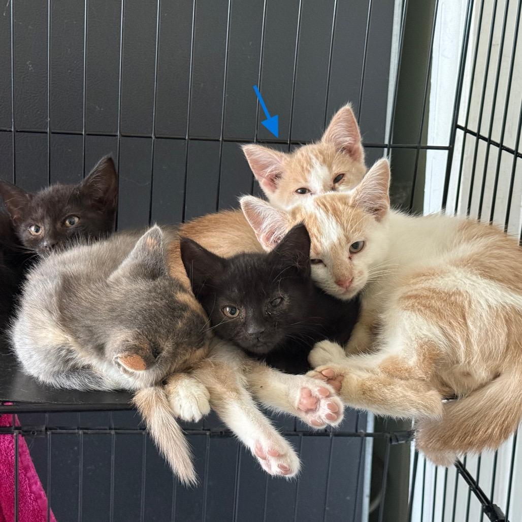 A baby small-sized male Buff / Tan / Fawn Domestic Short Hair cat named Chase In Taneytown for adoption in Alexandria, VA