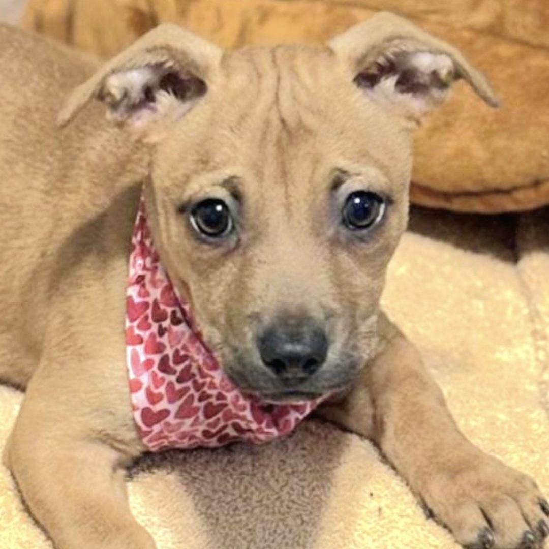 Maggy Magnolia "your Flower