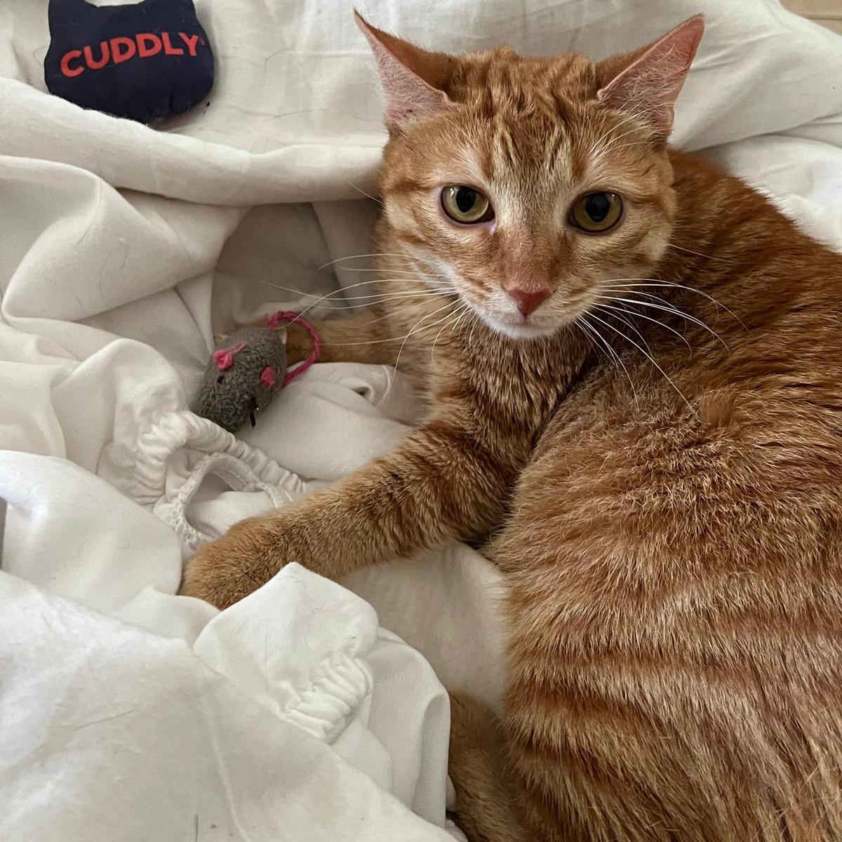 An adult medium-sized female Orange & White Domestic Short Hair cat named Roxie for adoption in FORT LAUDERDALE, FL