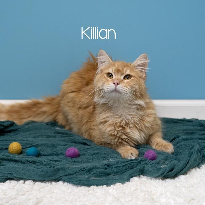 Killian