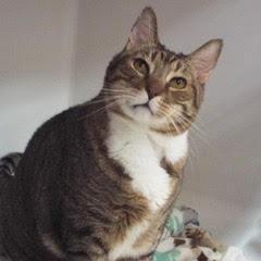 Bughandsome Dude Comes With