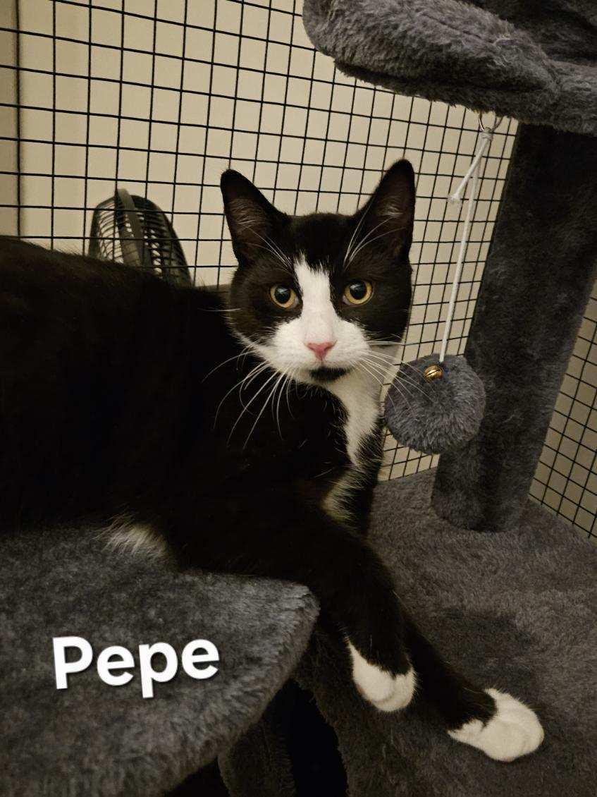 Pepe