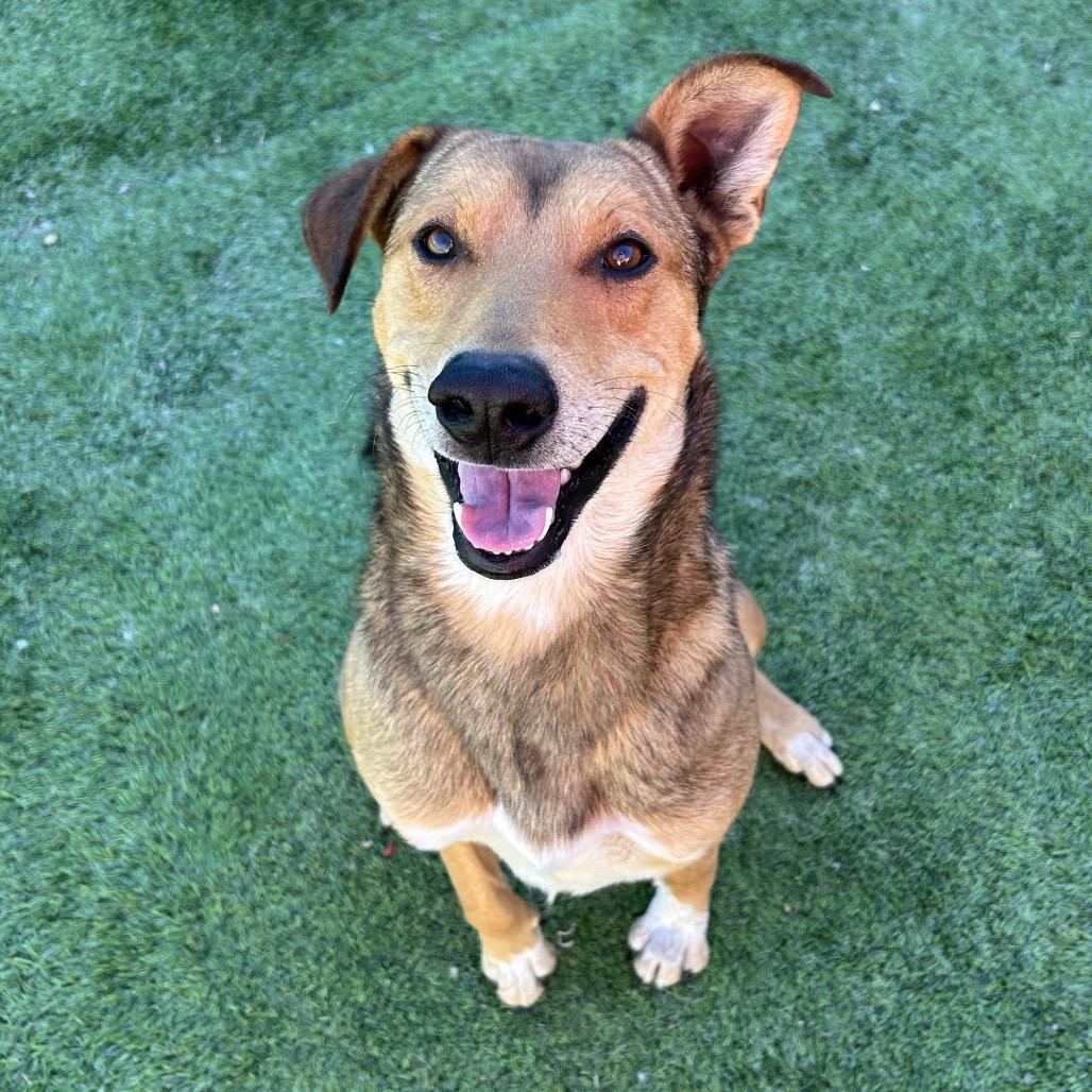 A young medium-sized male Yellow / Tan / Blond / Fawn Mixed Breed dog named Ralphie for adoption in Flagstaff, AZ