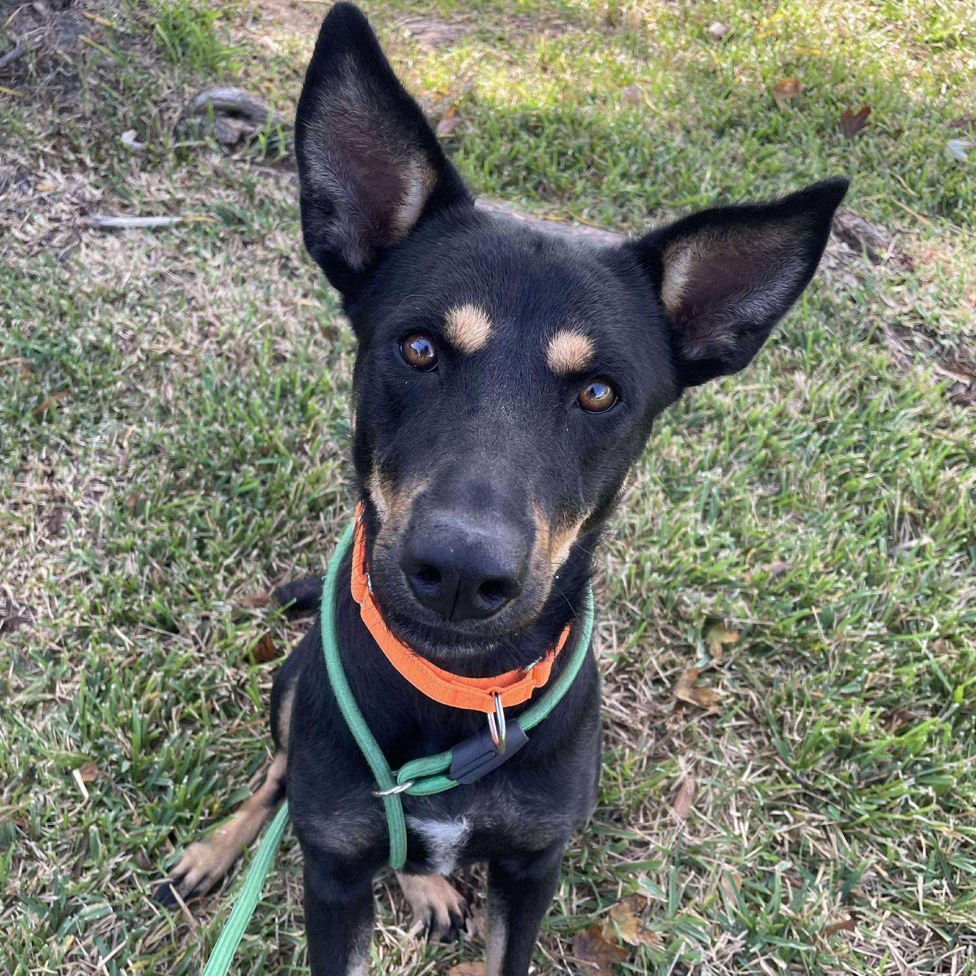 An adult medium-sized female German Shepherd Dog dog named Taffy for adoption in Pearland, TX