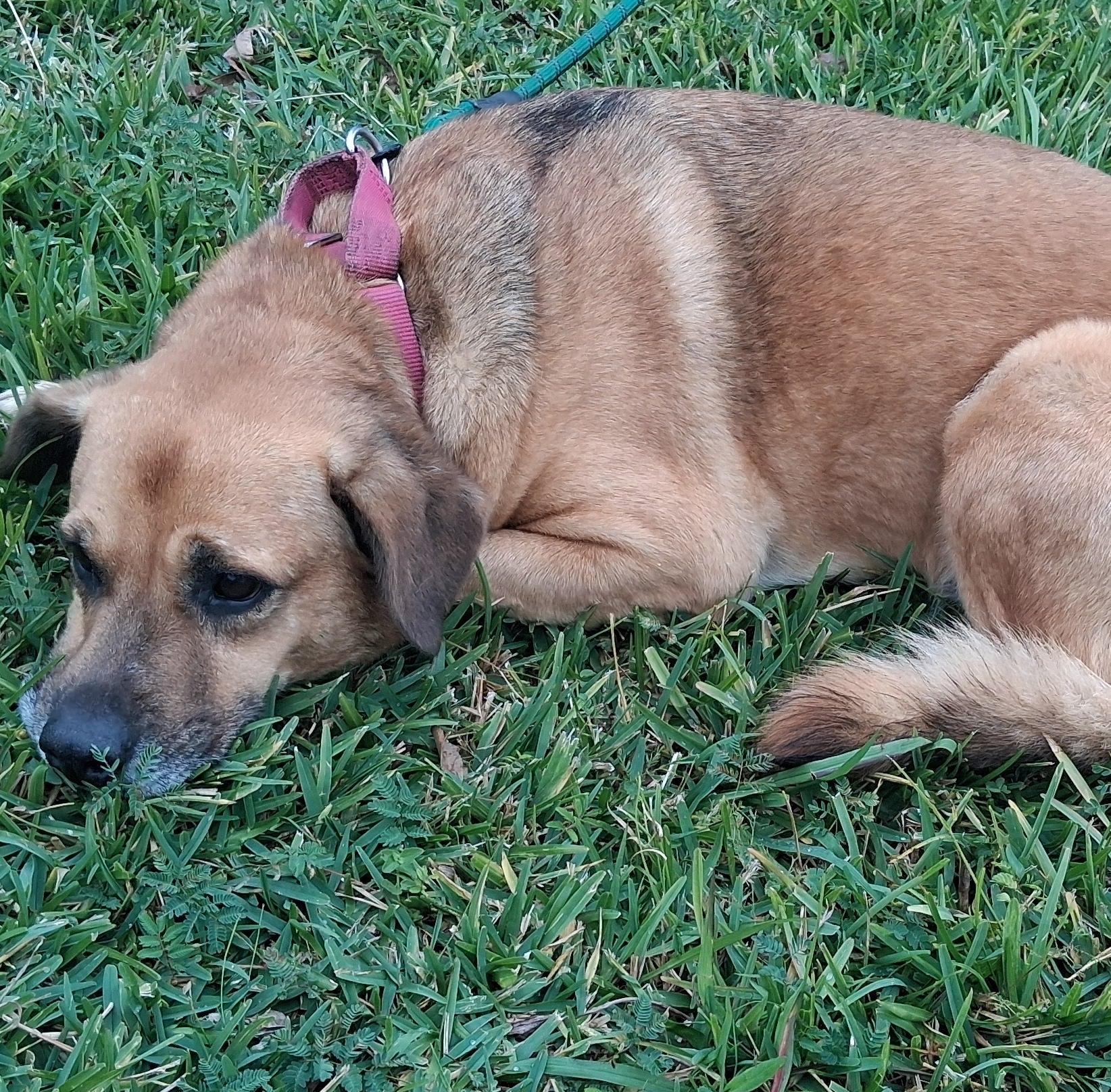 An adult medium-sized female Yellow / Tan / Blond / Fawn Mixed Breed dog named Carroll for adoption in Longview, TX