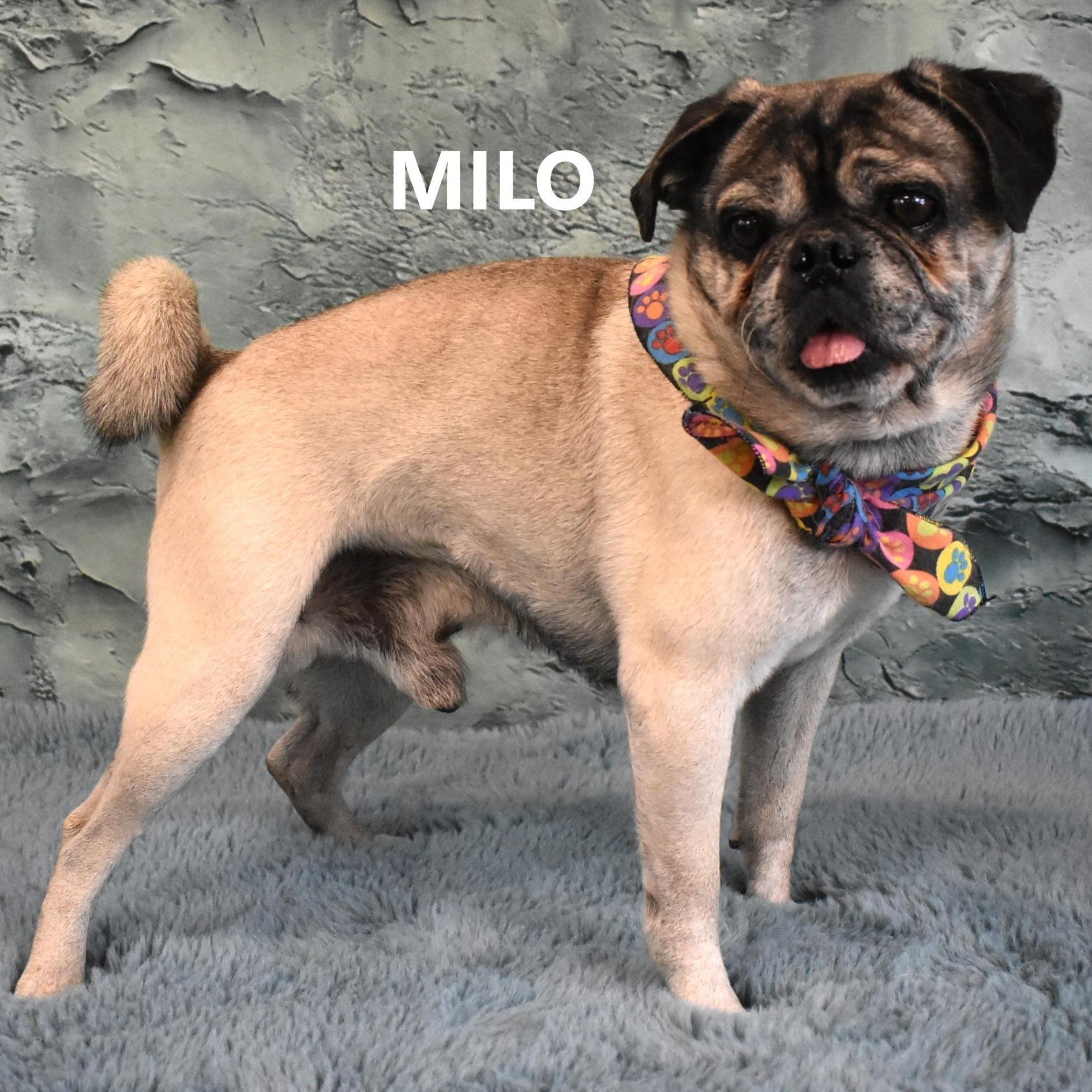 Milo
