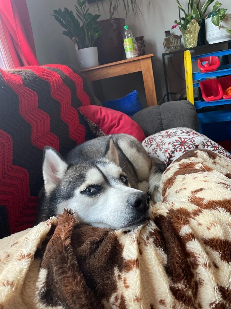 Shiya Courtesy Listing