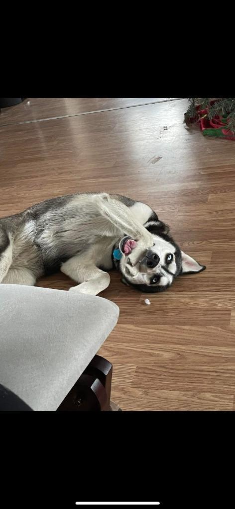 Shiya Courtesy Listing