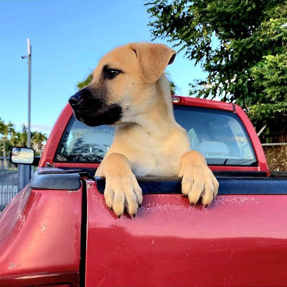 Golden "our Love Will