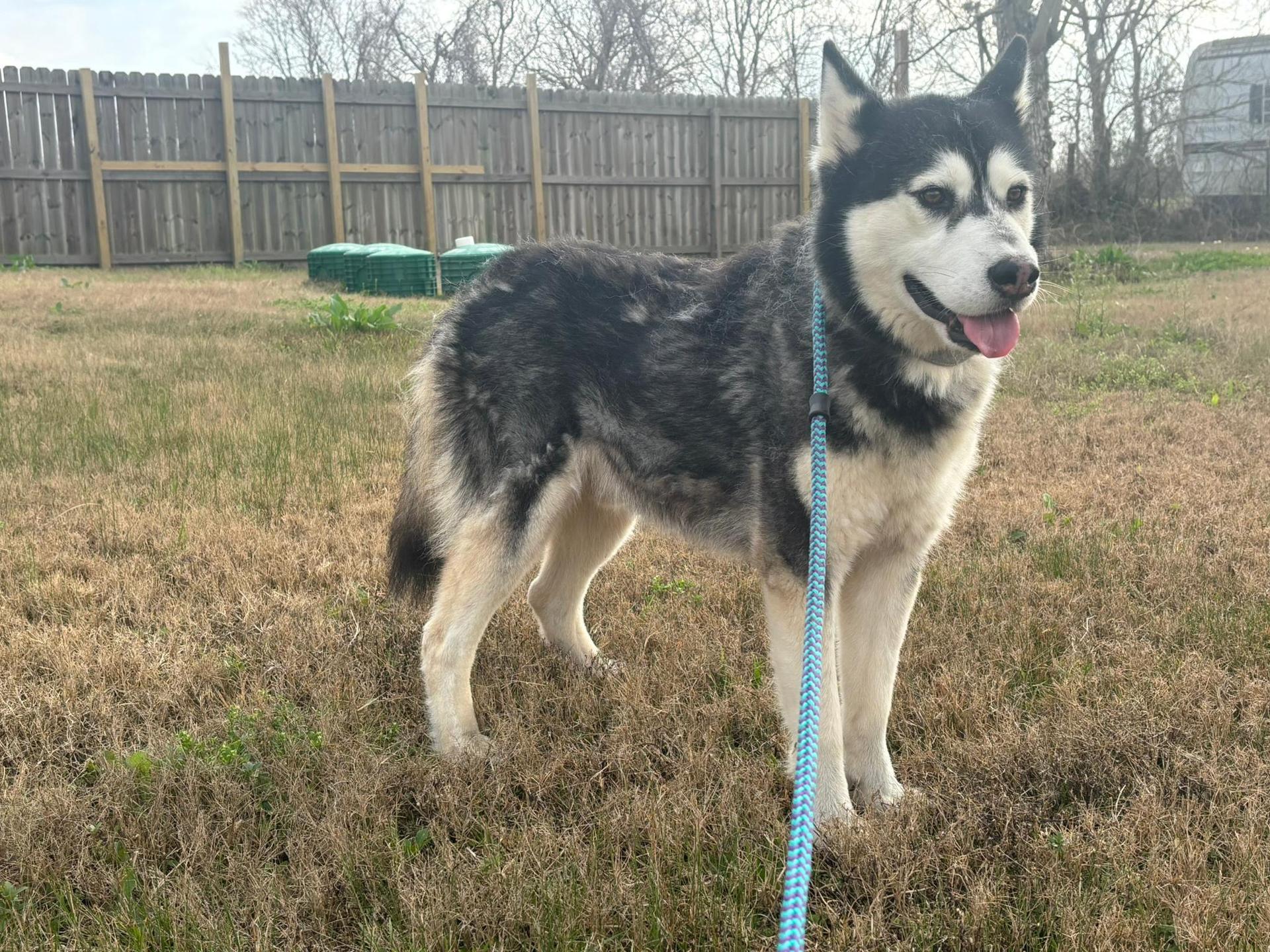 An adult medium-sized male Siberian Husky dog named Mufasa for adoption in Sumter, SC