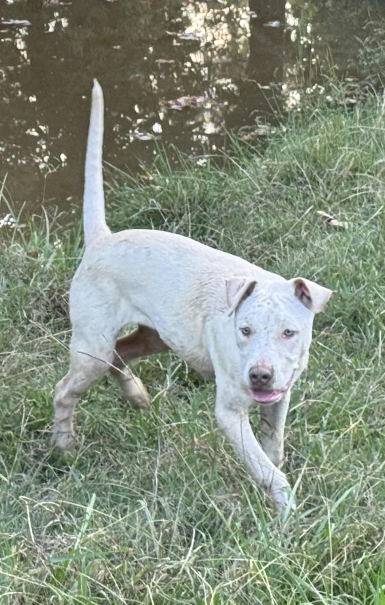 A young medium-sized male White / Cream Boxer dog named Lenny for adoption in Holly Springs, MS