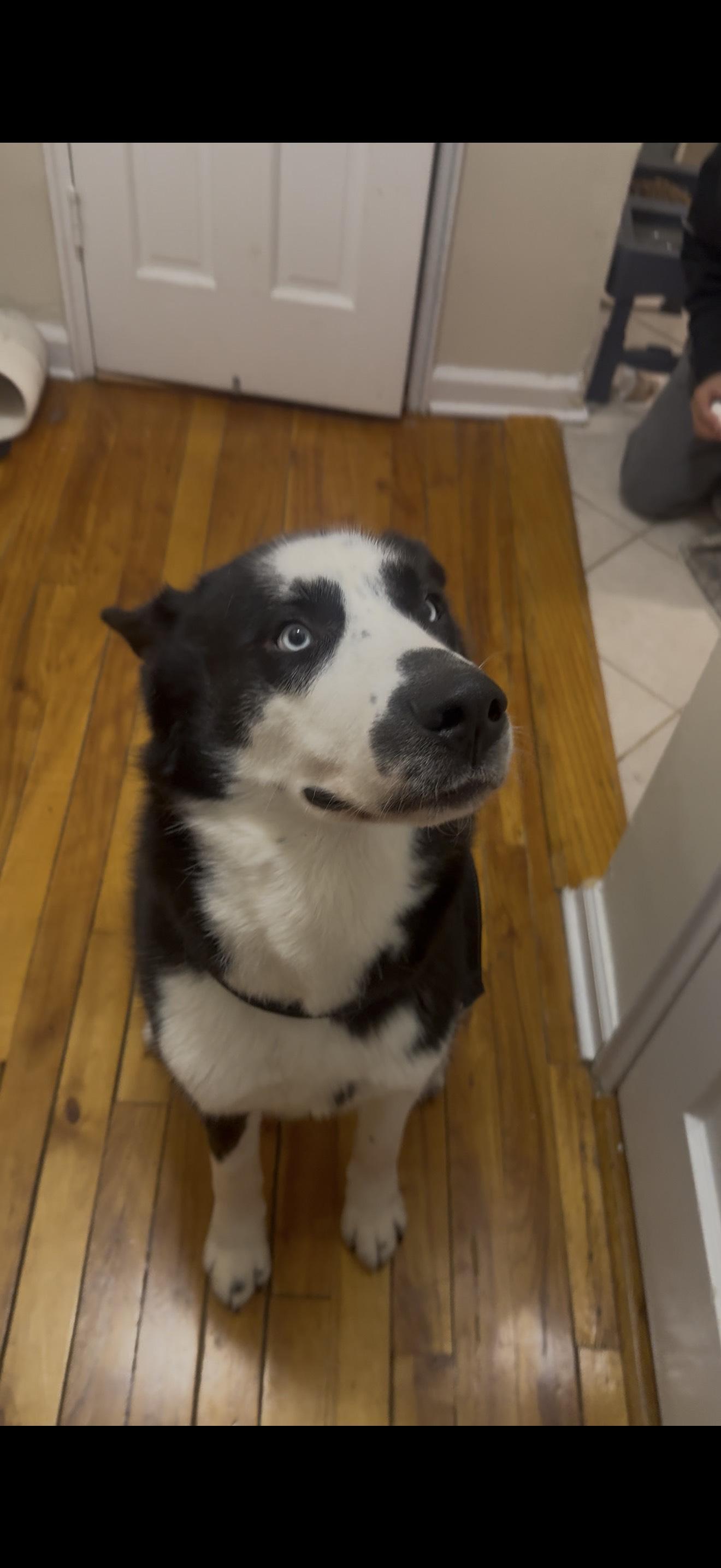 Zzcourtesy Listing For Rocky!