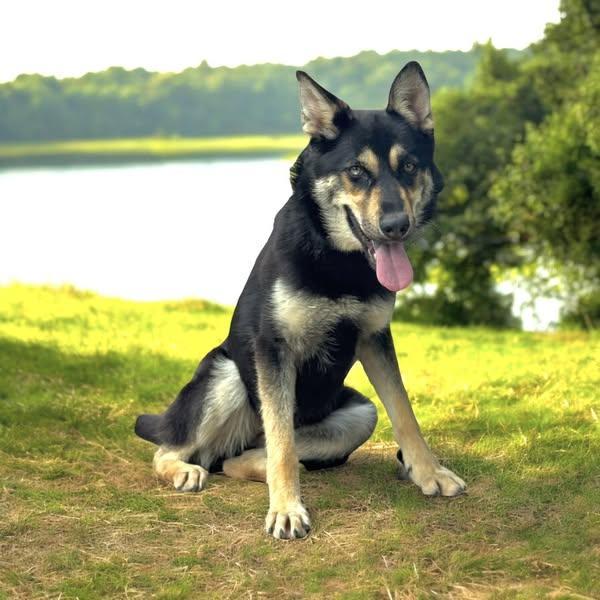 A young medium-sized female German Shepherd Dog dog named Joy for adoption in Allen, TX