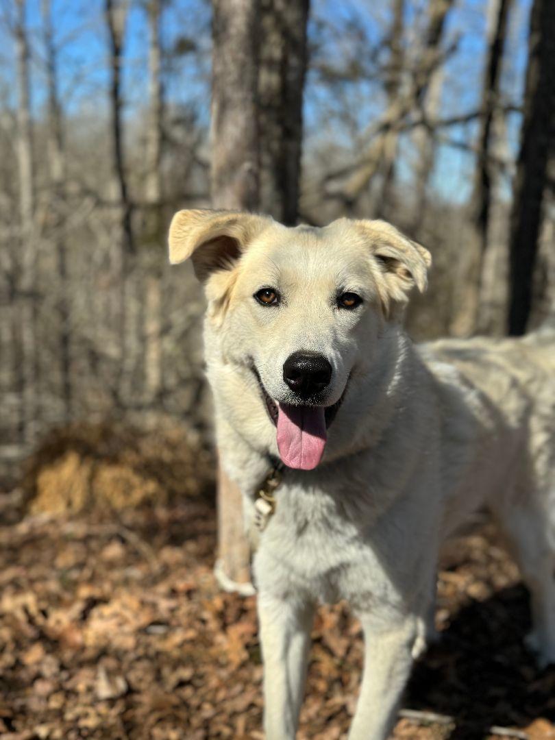 A young large-sized male White / Cream Great Pyrenees dog named Zeus Transport for adoption in Gradyville, KY