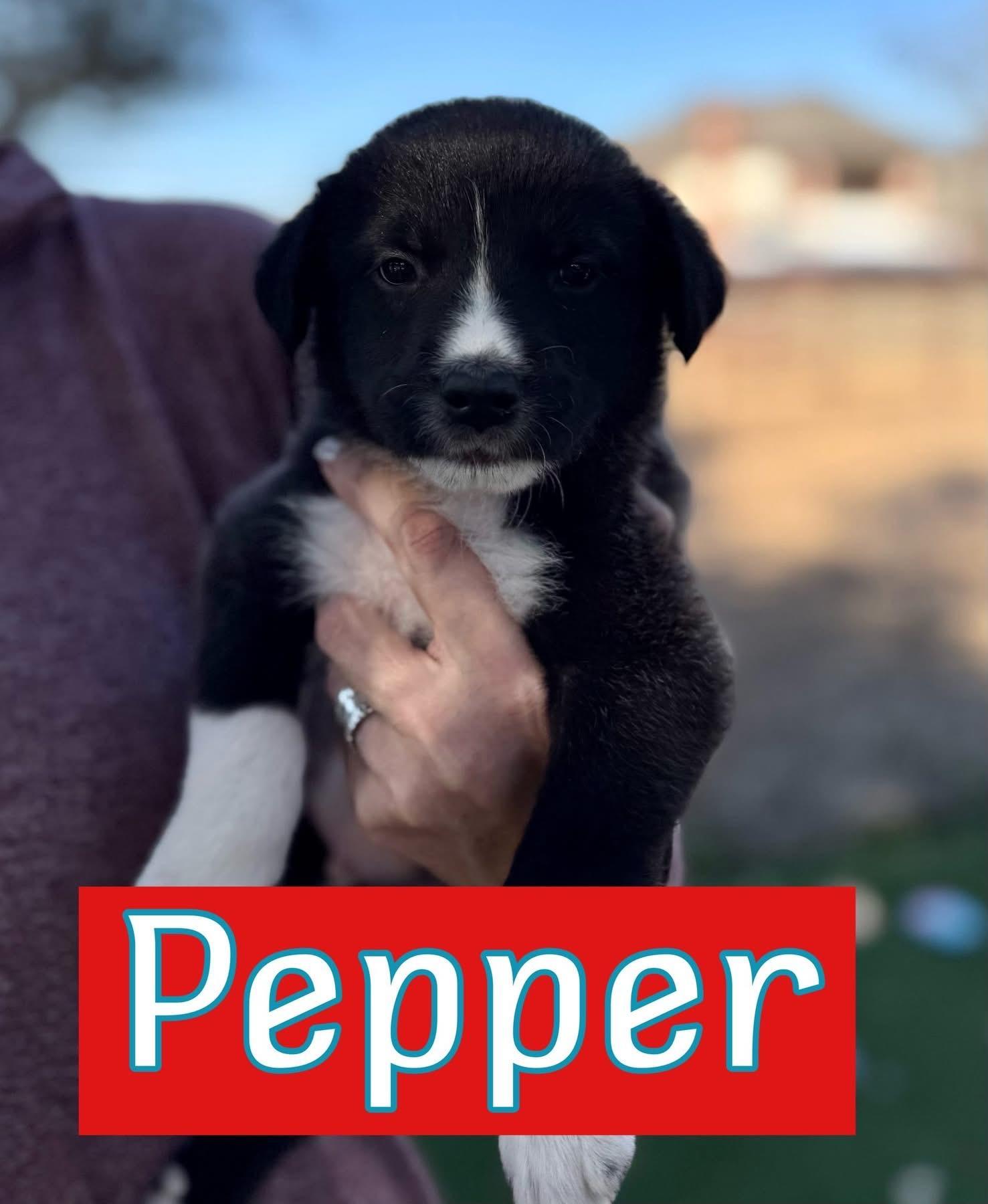 Pepper