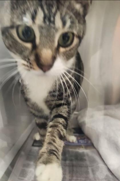 An adult medium-sized female Domestic Short Hair cat named Crypto for adoption in Atlanta, GA