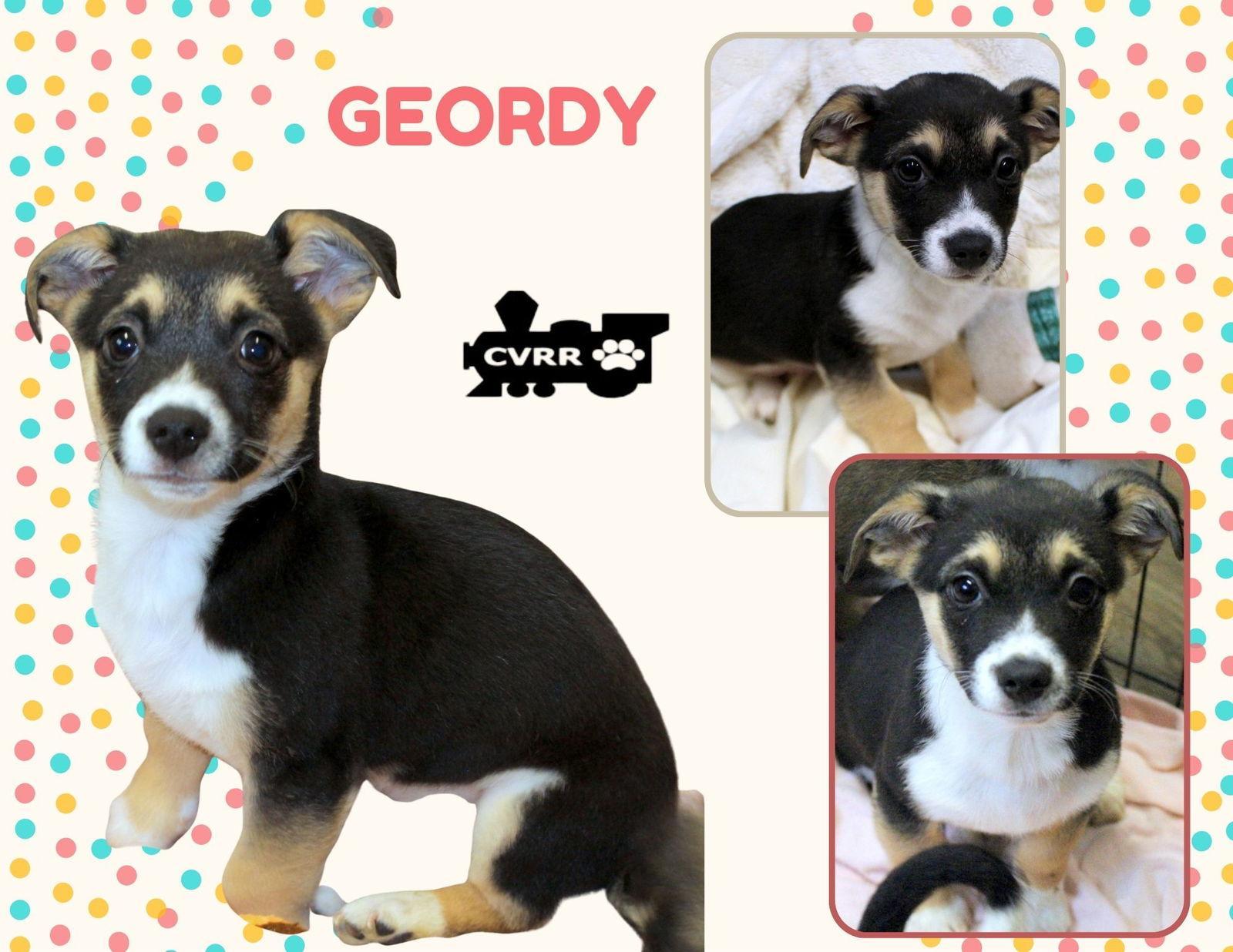Geordy photo 1