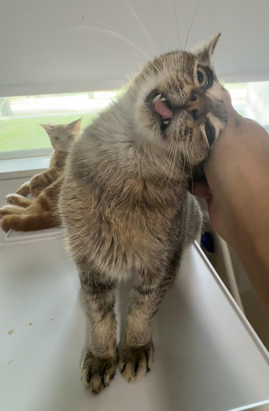 A baby small-sized male Tabby (Tiger Striped) Tabby cat named Stallone for adoption in Miami, FL
