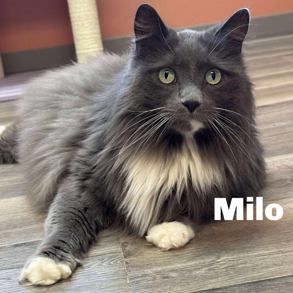 Milo