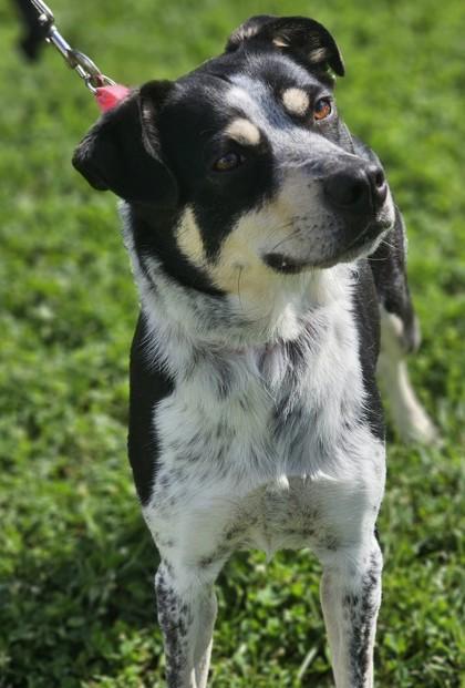 Shiva Fka Dog photo 1