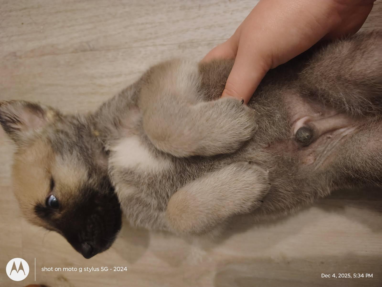 A baby medium-sized male Siberian Husky dog named Happy for adoption in Sumter, SC