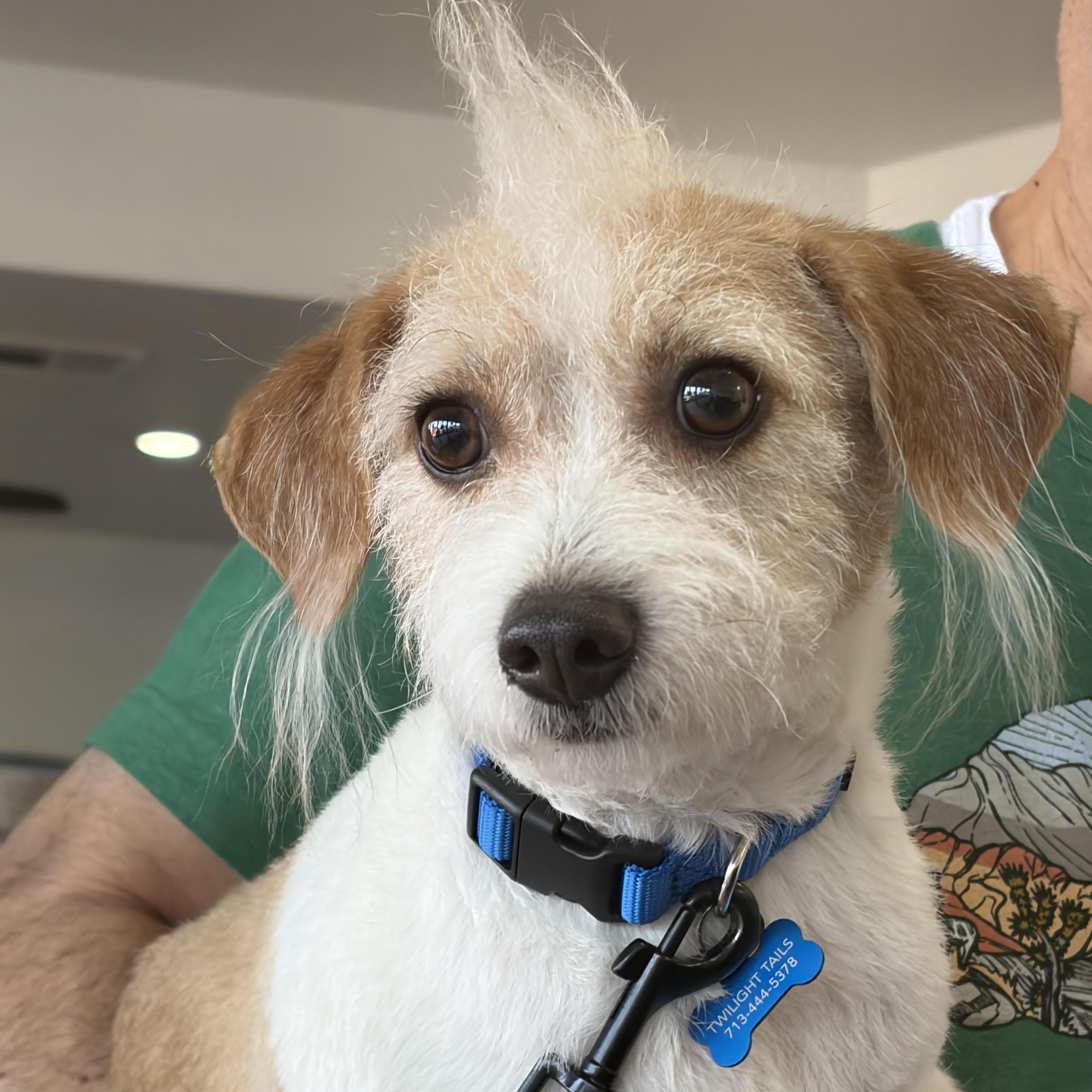 Sebastianbeloved Owner Passed Away