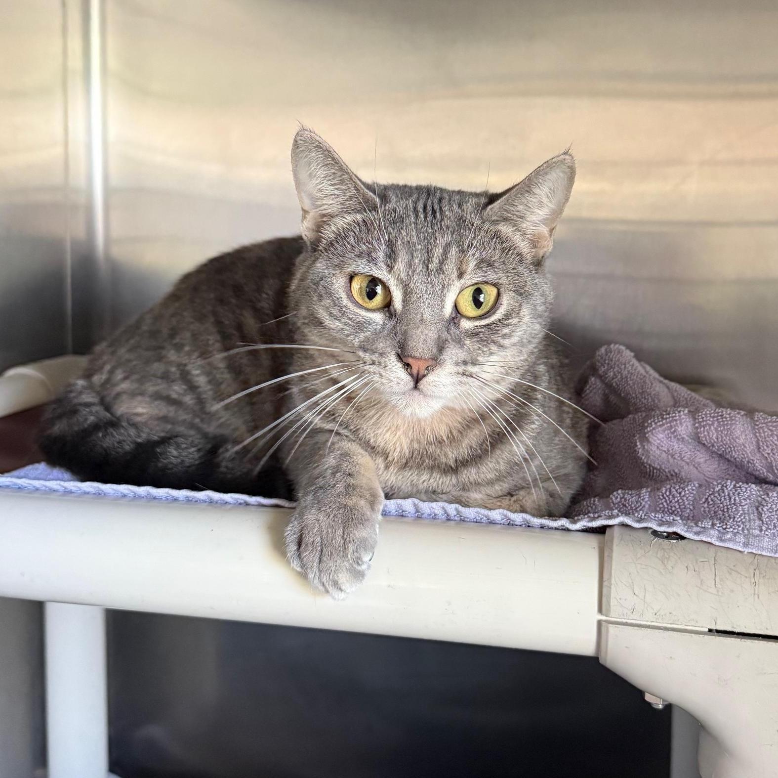 Boo In Prison Program