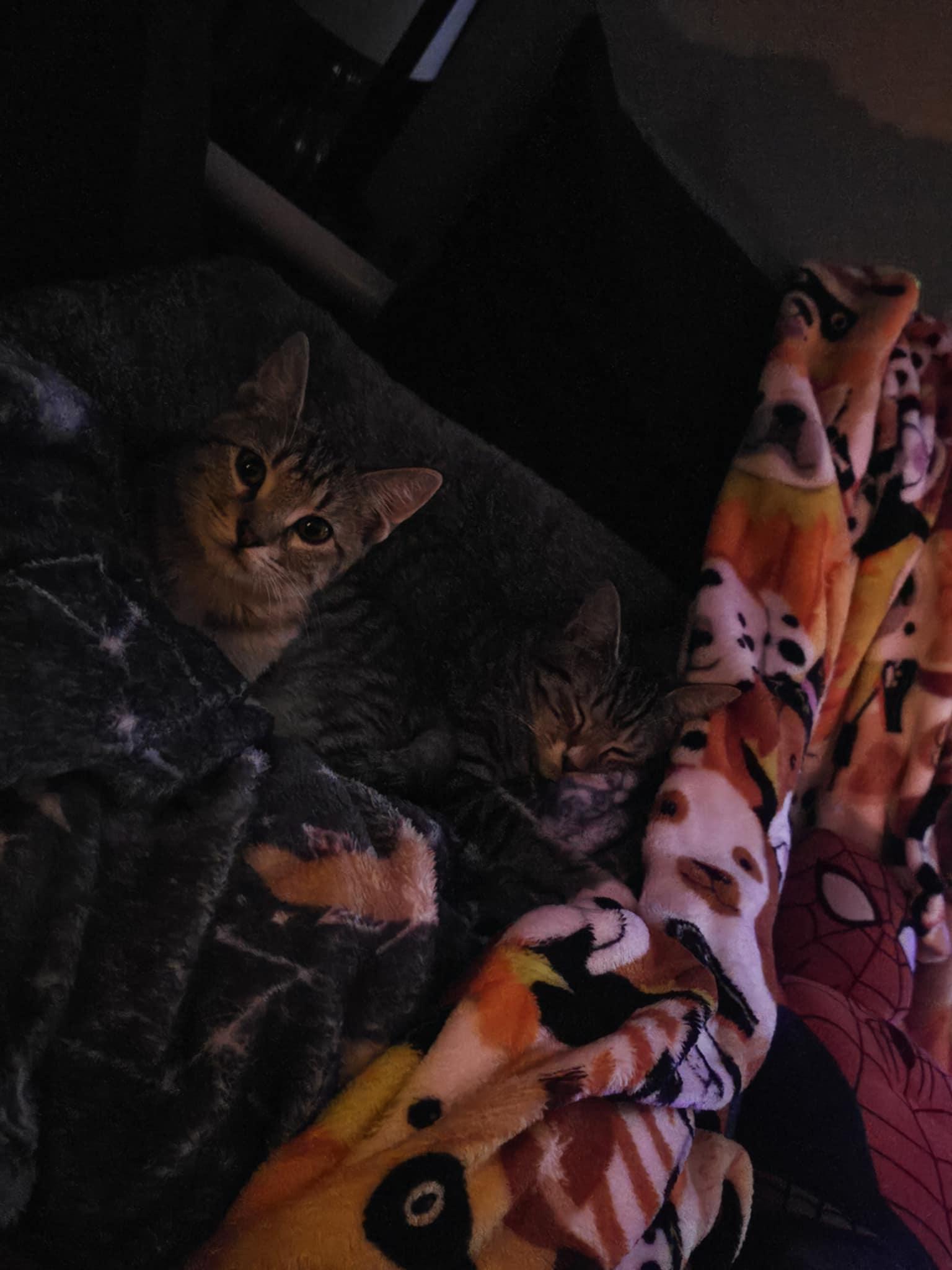 A young medium-sized female Tabby (Buff / Tan / Fawn) Domestic Short Hair cat named Piper for adoption in Conroe, TX