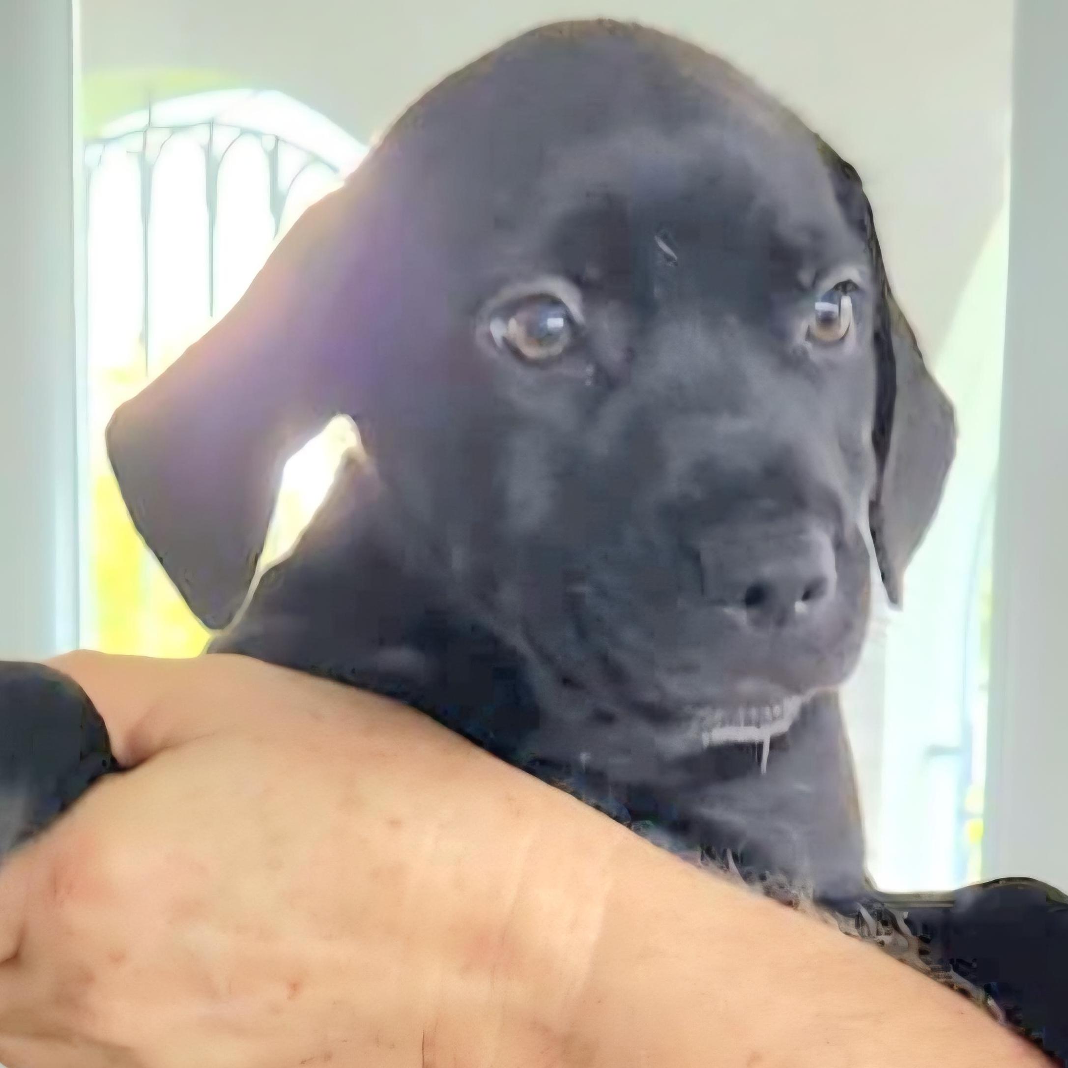 Coal "so Cute Litter