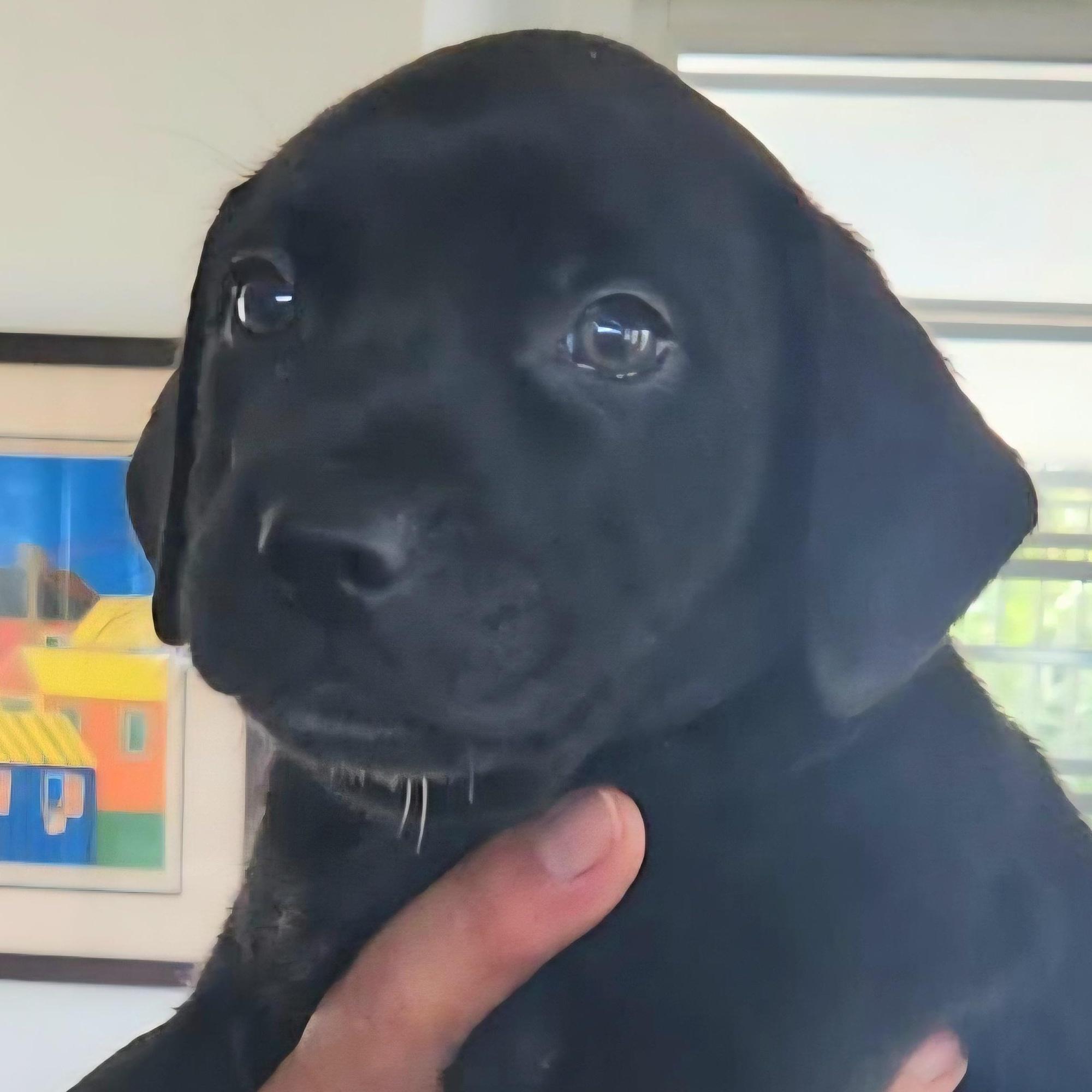 Coal "so Cute Litter