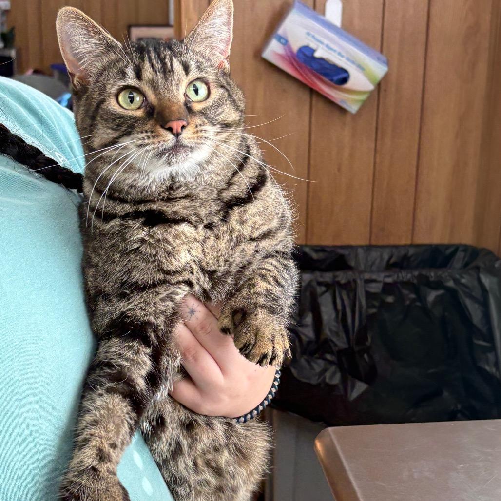 An adult large-sized female Brown / Chocolate Domestic Short Hair cat named Geegee for adoption in Columbiana, AL